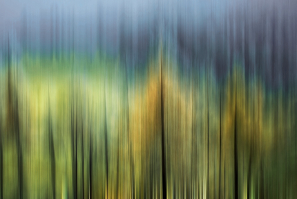 alberi misteriosi