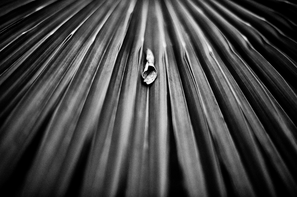 geometria naturale