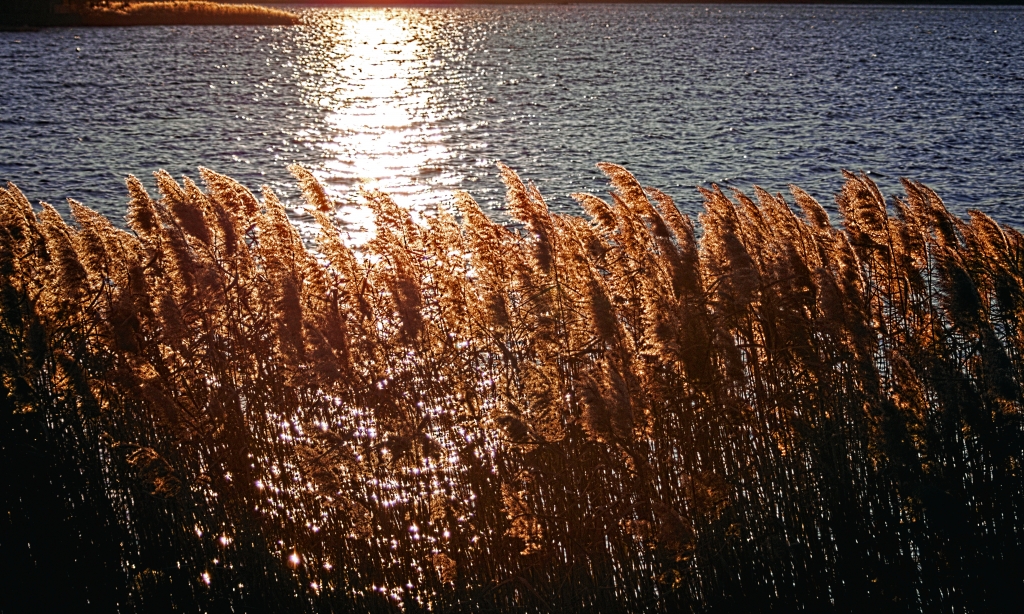 Golden hour tra le canne