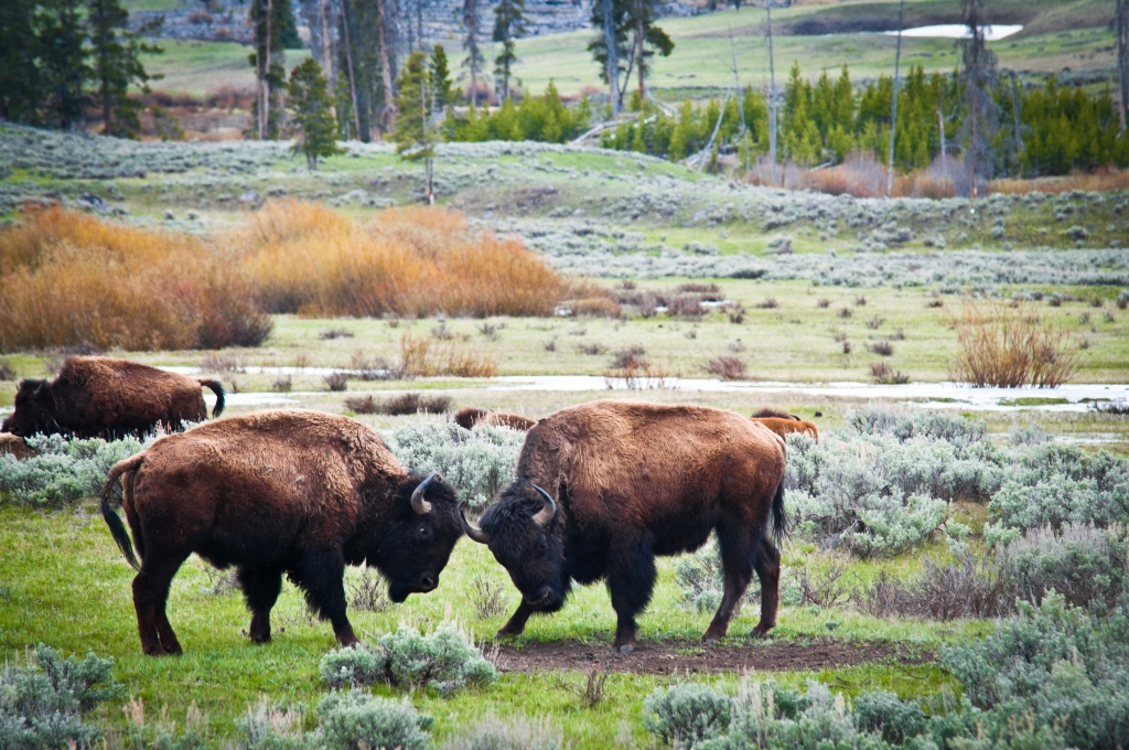 Bisonti