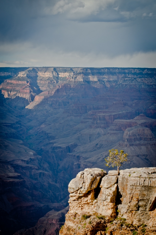 Albero Solitario nel Grand Canyon