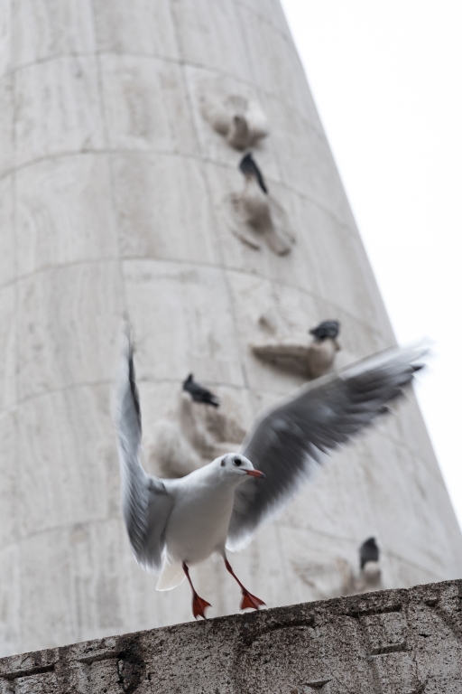 Learn to Fly