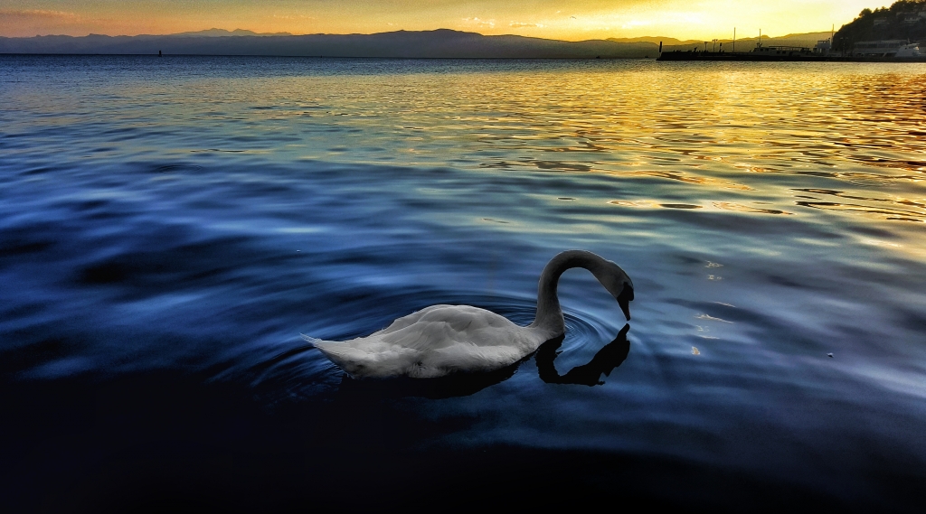 Un cigno nel tramonto