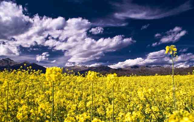colori primaverili · silbongia