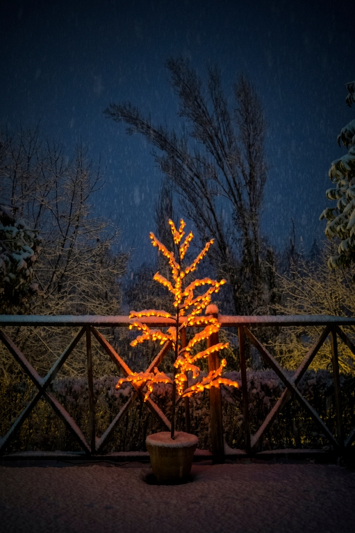 Albero