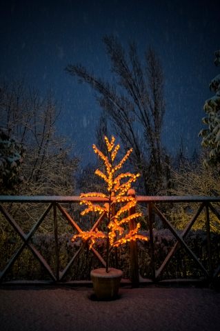 Albero · scordogian