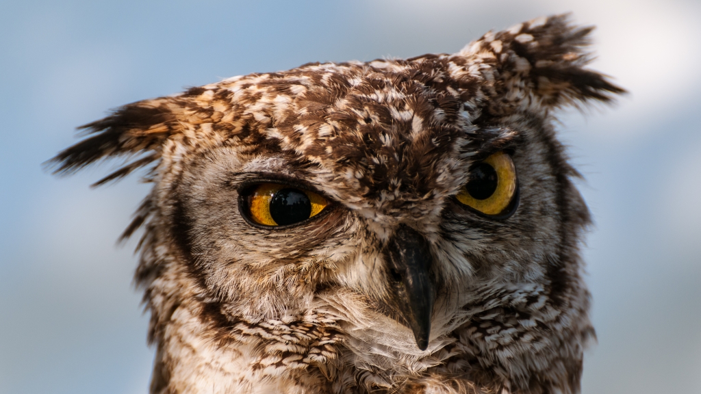 Quello sguardo che.....