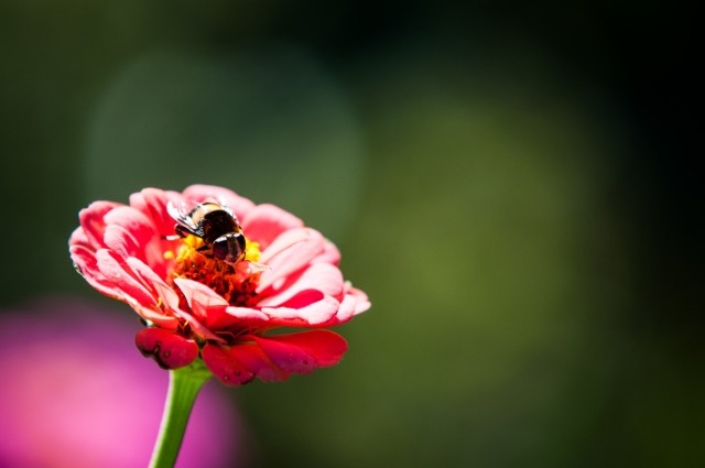 Ape su Fiore