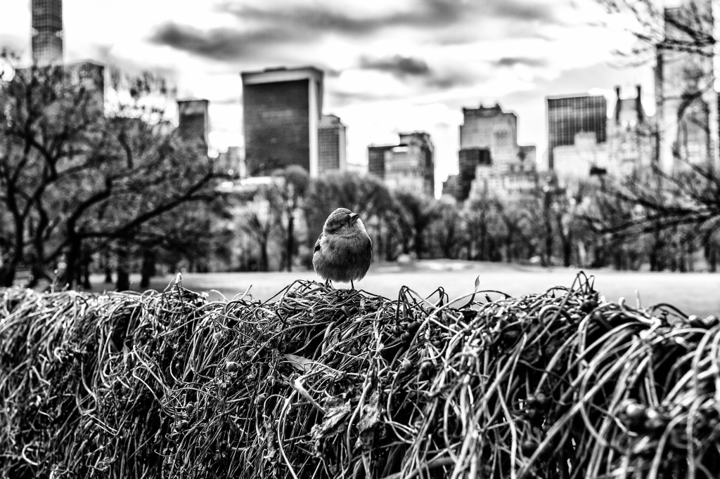 Bird