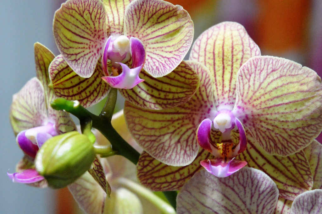 Orchidea