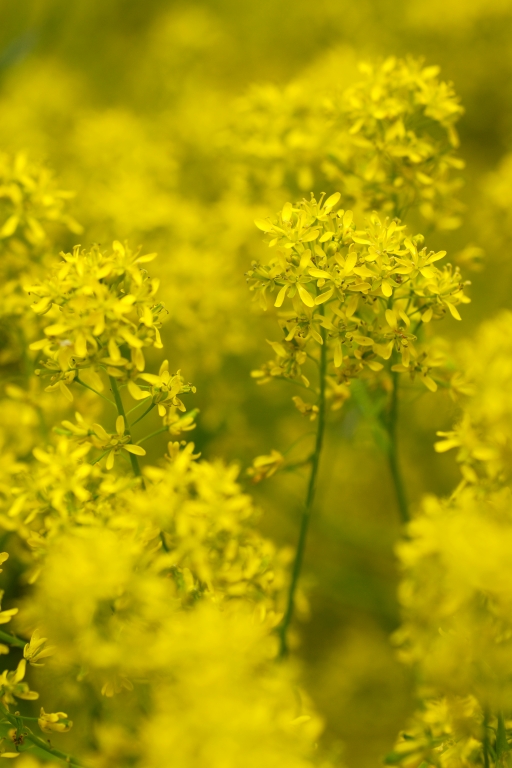 Giallo