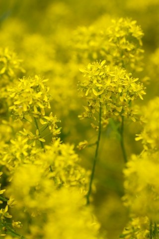 Giallo
