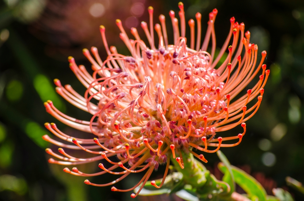 Leucospermum africano