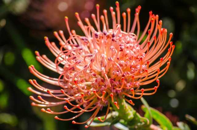 Leucospermum africano