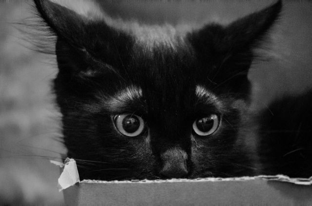 Black Cat