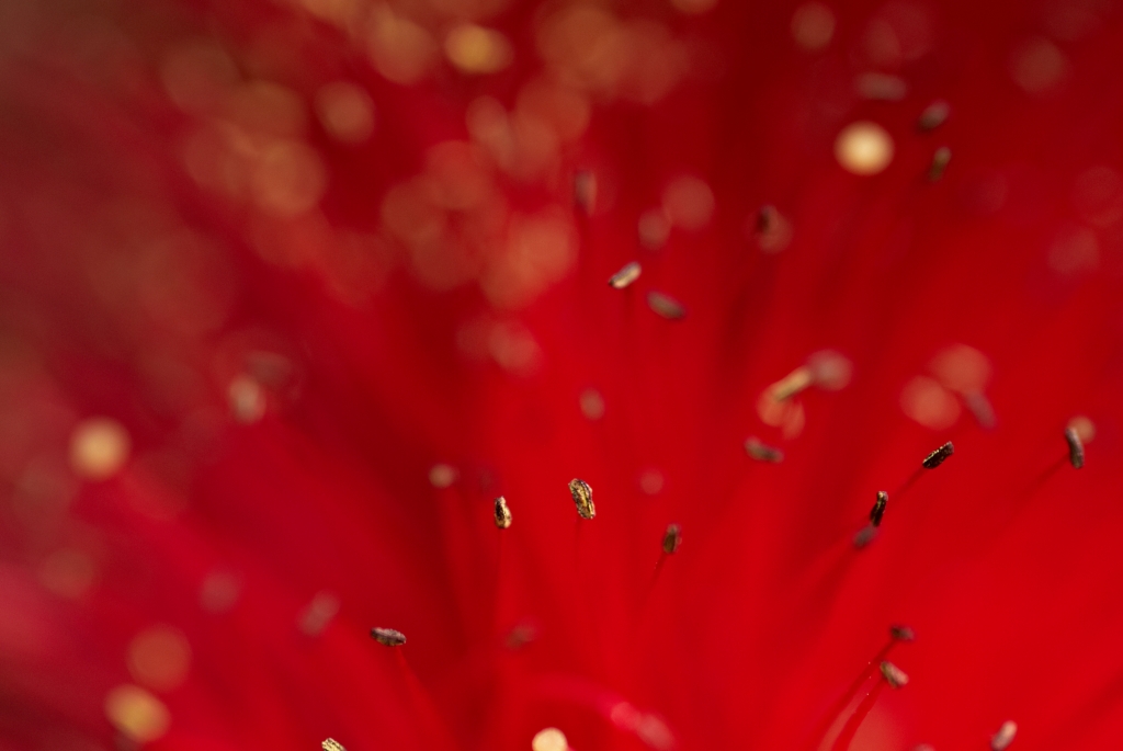 Il rosso