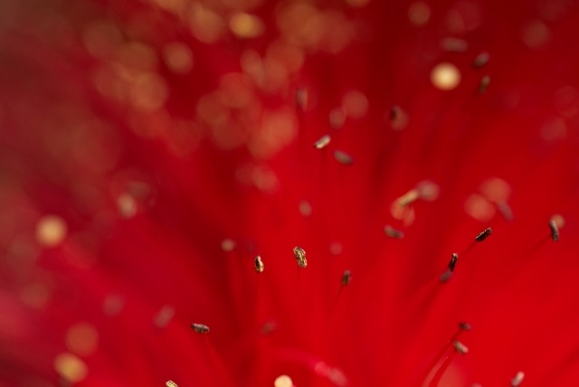 Il rosso