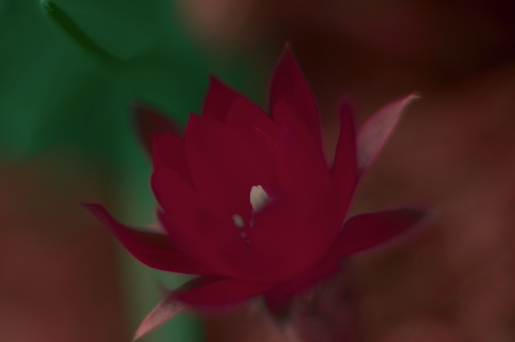 Fiore pop