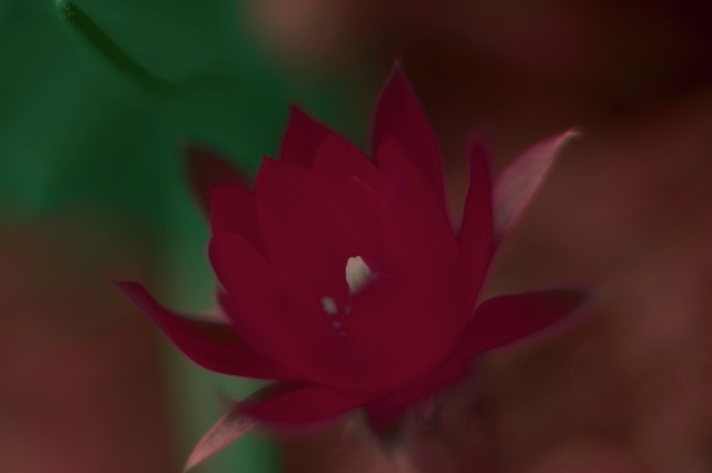 Fiore pop