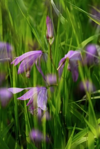 Sovrapposizione naturale