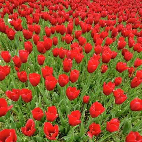 Campo di tulipani rossi