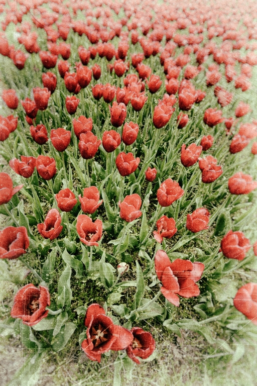 Tulipani pittorici