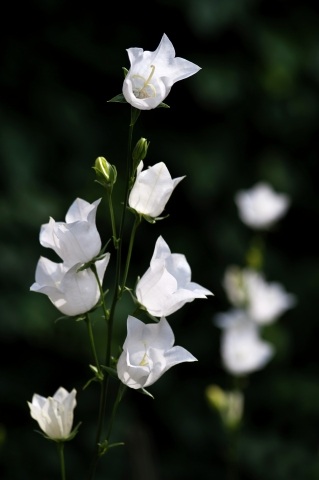 Le campanelle