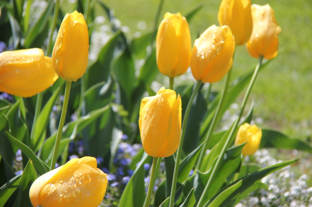 Tulipani con rugiada