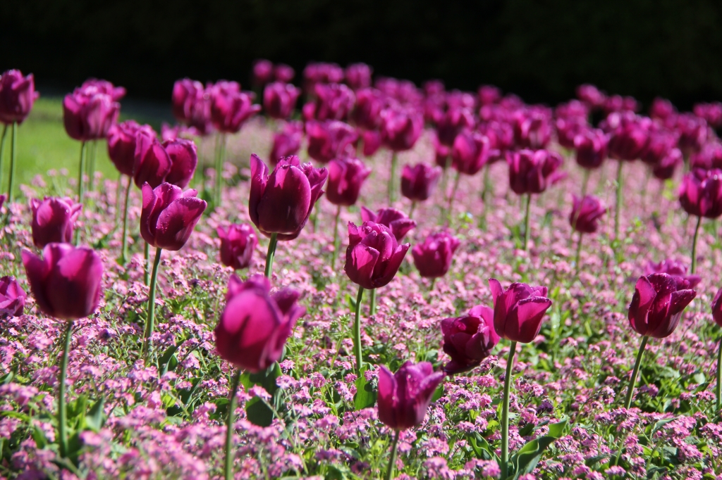 Tulipani fucsia