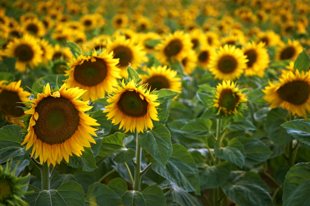 Girasoli