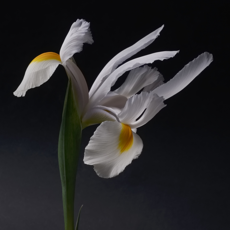 Iris