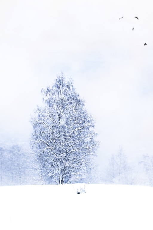 Albero solitario sotto la neve