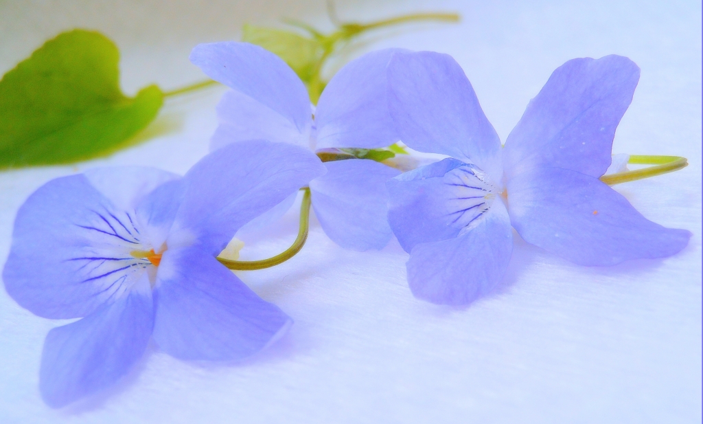 mie violette