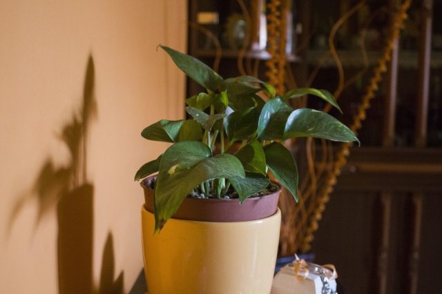 natura