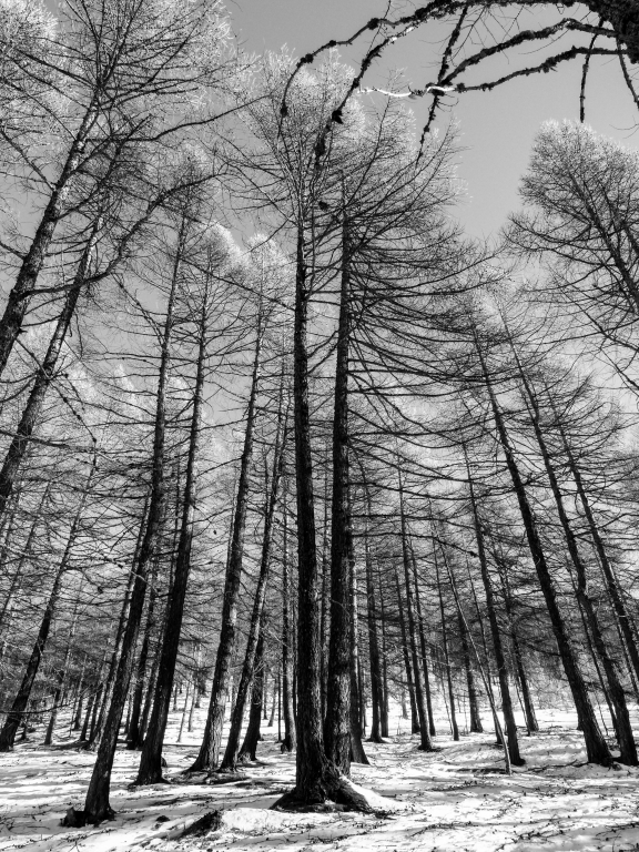 Il bosco innevato