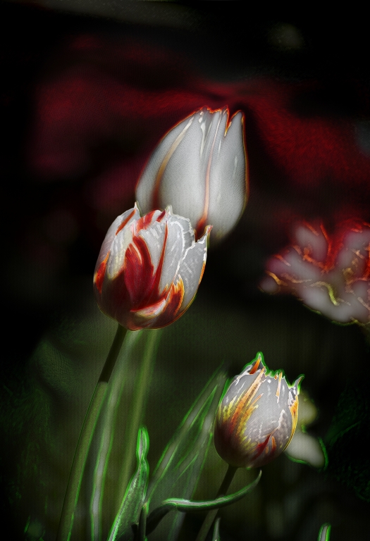 Tulipani