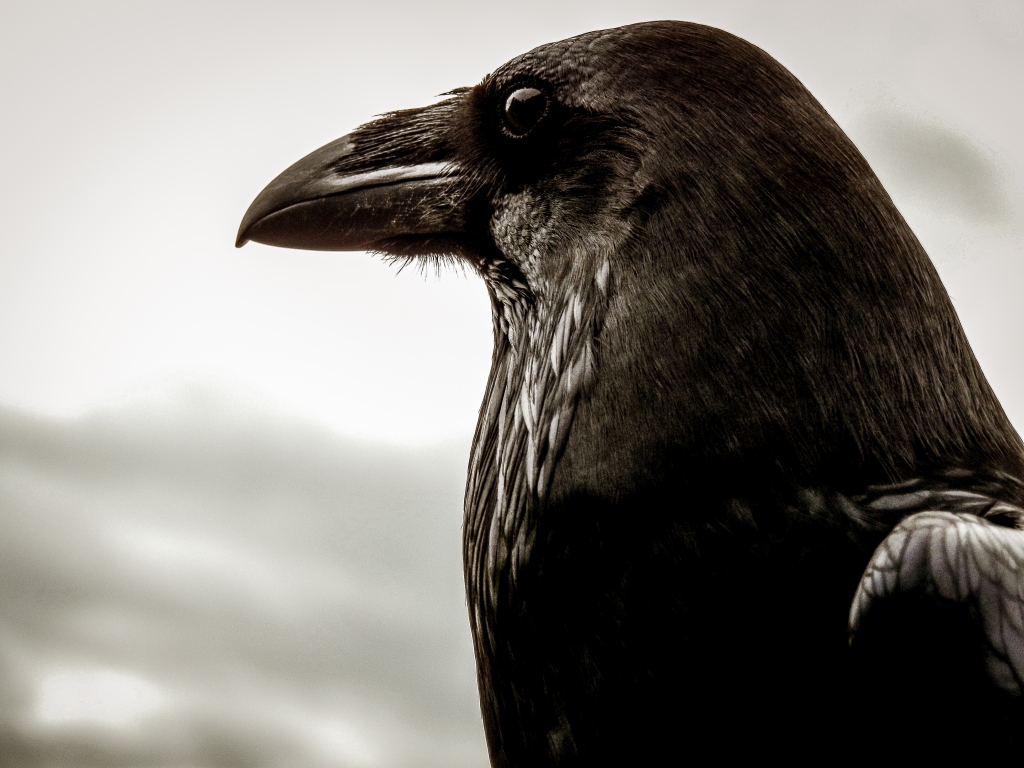 Silent Watcher