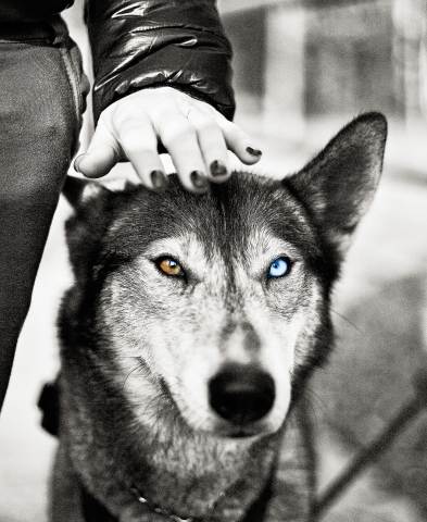 Dog