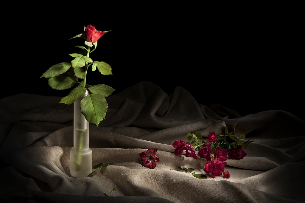 La rosa e le roselline appassite