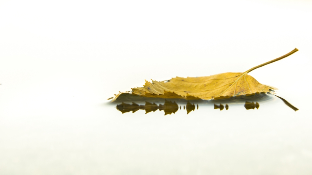 Foglia d'autunno....