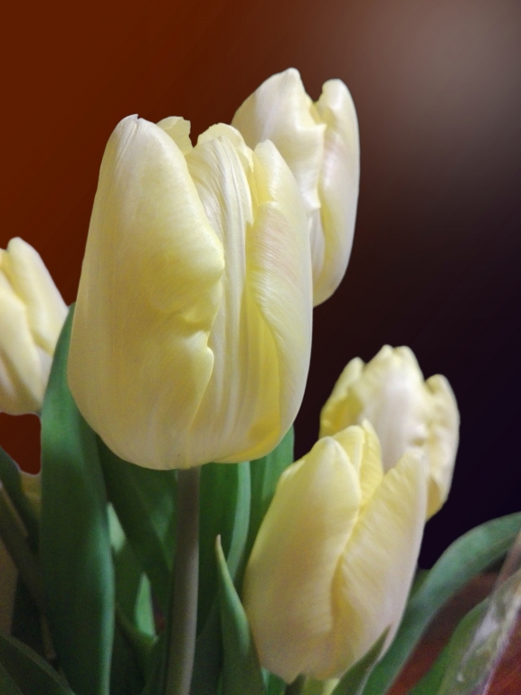 Tulipani gialli
