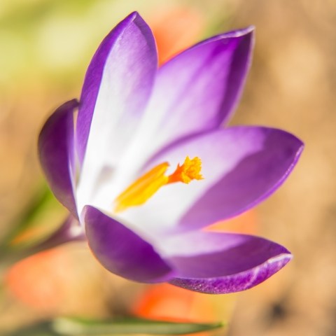 Spring Crocus