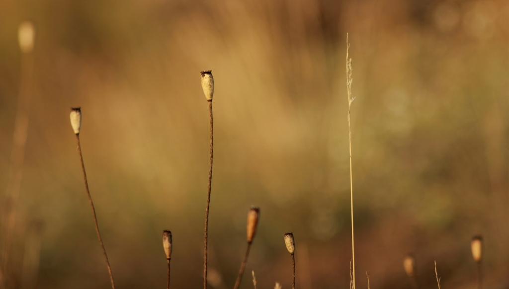 Nel campo.