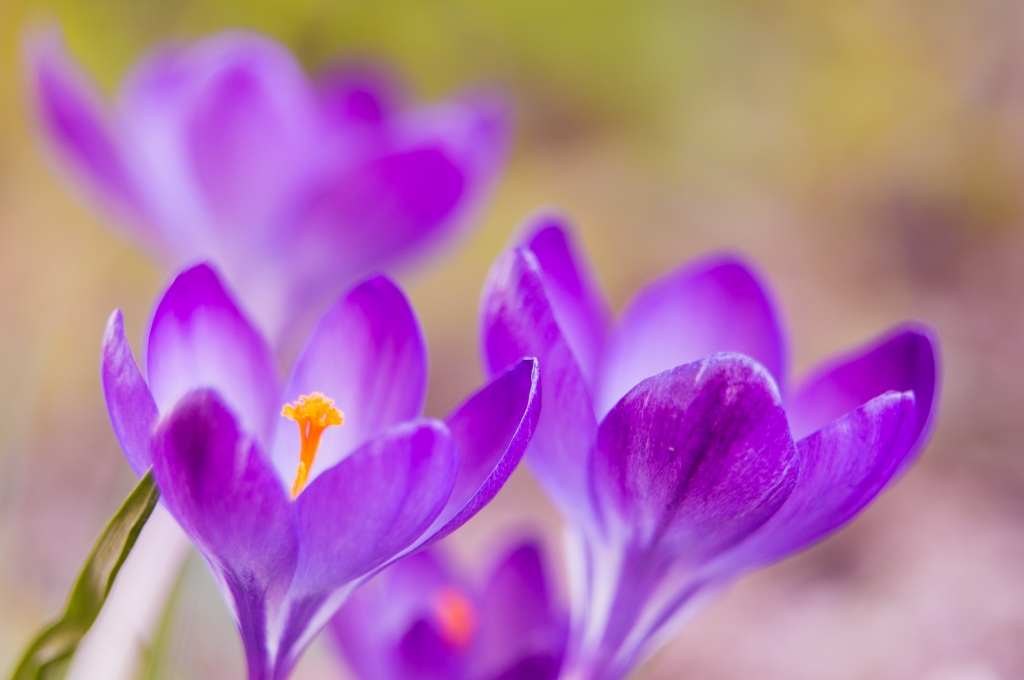 Crocus