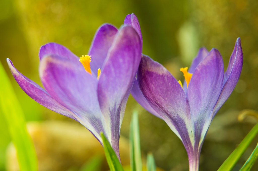 crocus 2
