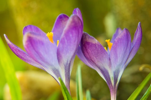crocus 2