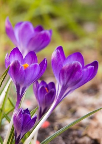 Crocus 3