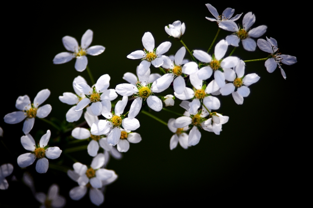 Rametto di fiori di Spirea