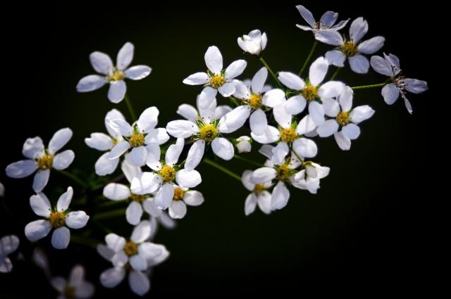Rametto di fiori di Spirea