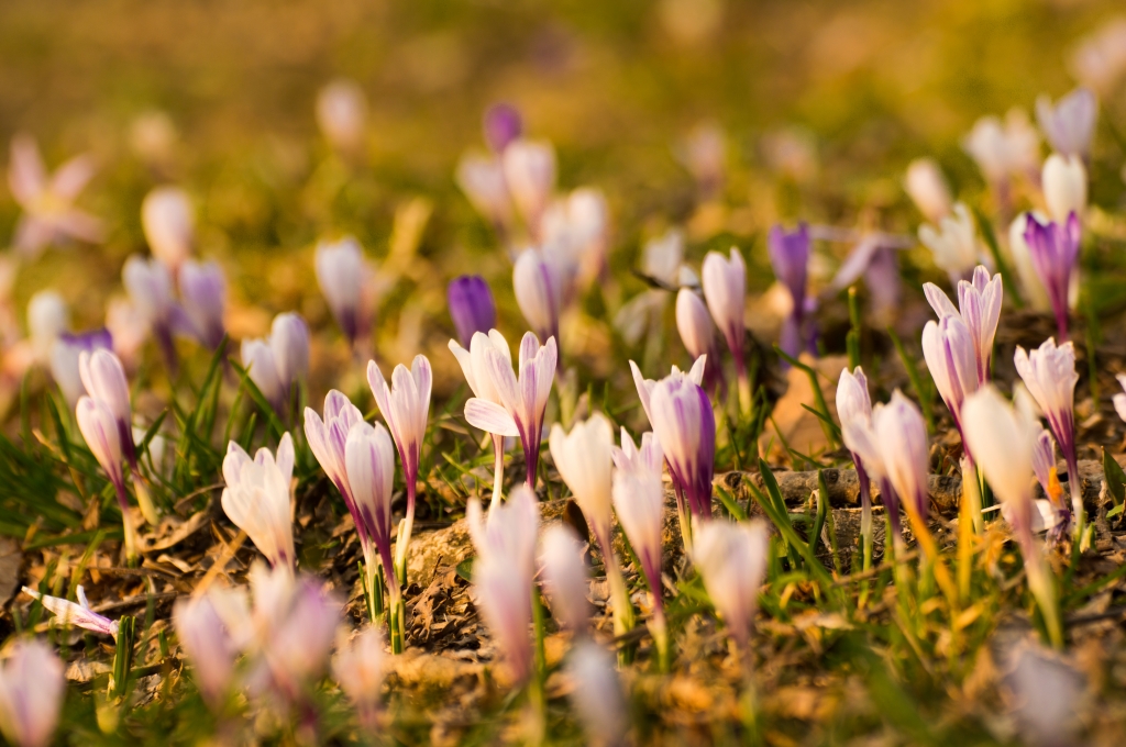 Distesa di crocus